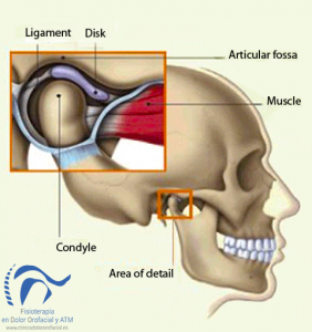 articulación temporomandibular