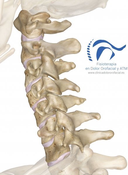 Musculatura cervical profunda