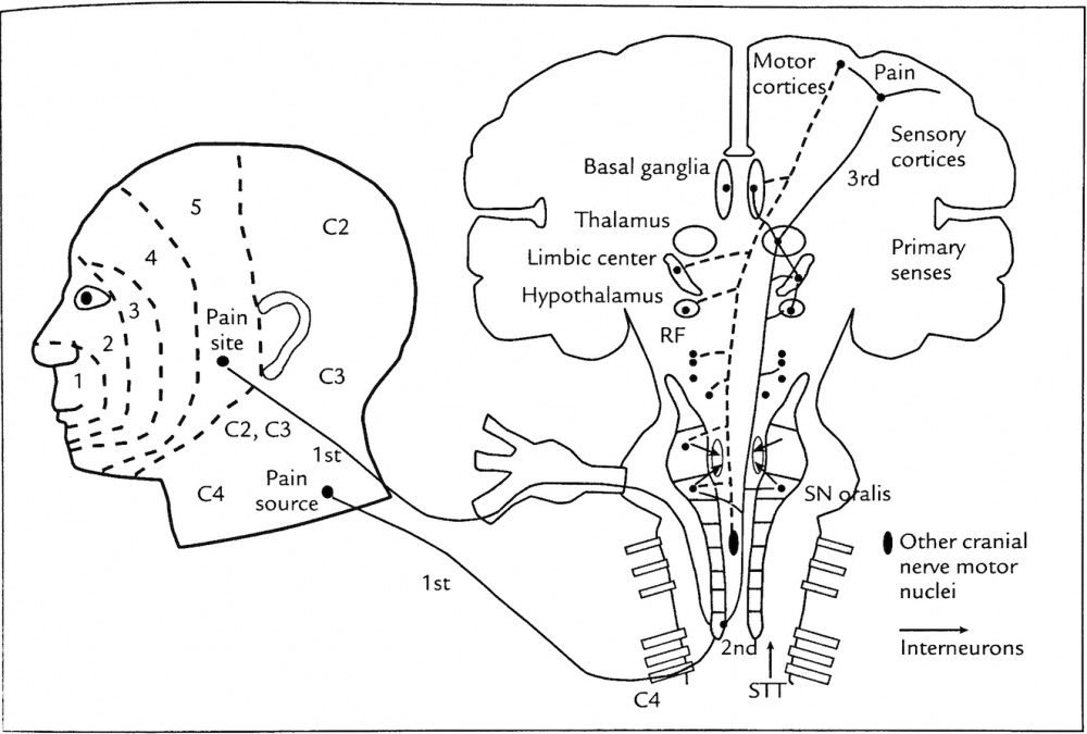 dolor orofacial, vias del dolor