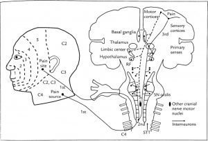 dolor orofacial, vias del dolor